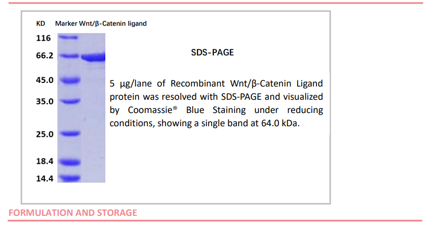 OrganRegen-Recombinant Wnt β-Catenin Ligand（RWL003）.png