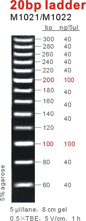 DNA Marker 20bp ladder（M1021-M1022）.jpg