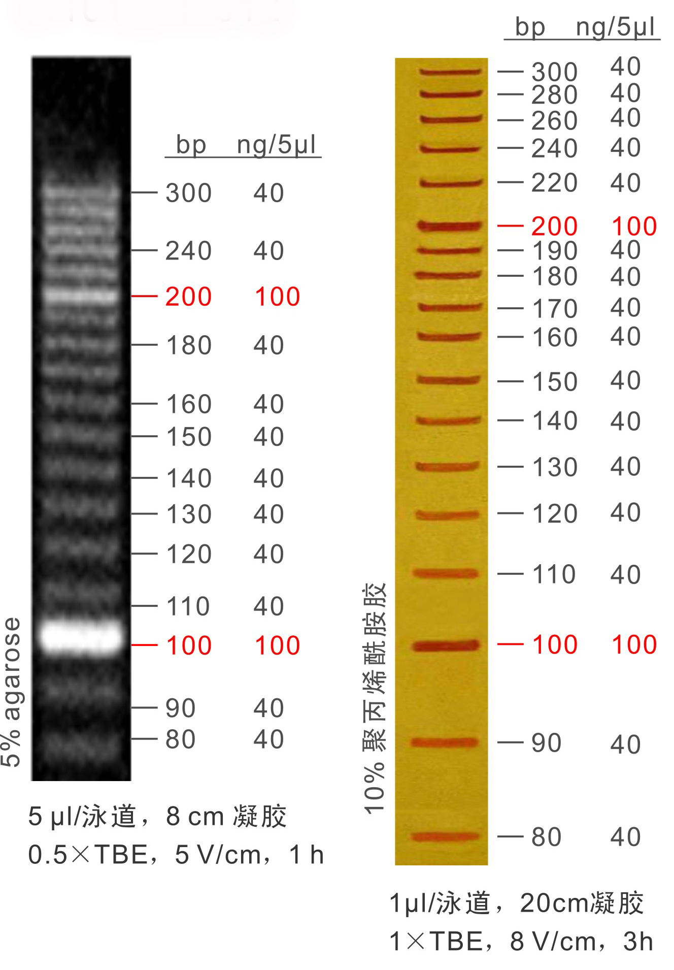 DNA Marker 10bp ladder(M1011-M1012).png