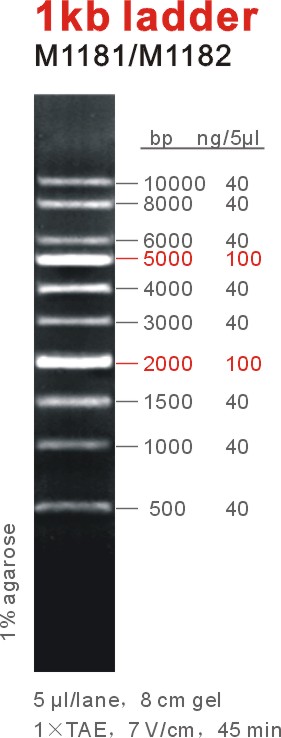 DNA Marker 1kb ladder(M1181-M1182).jpg