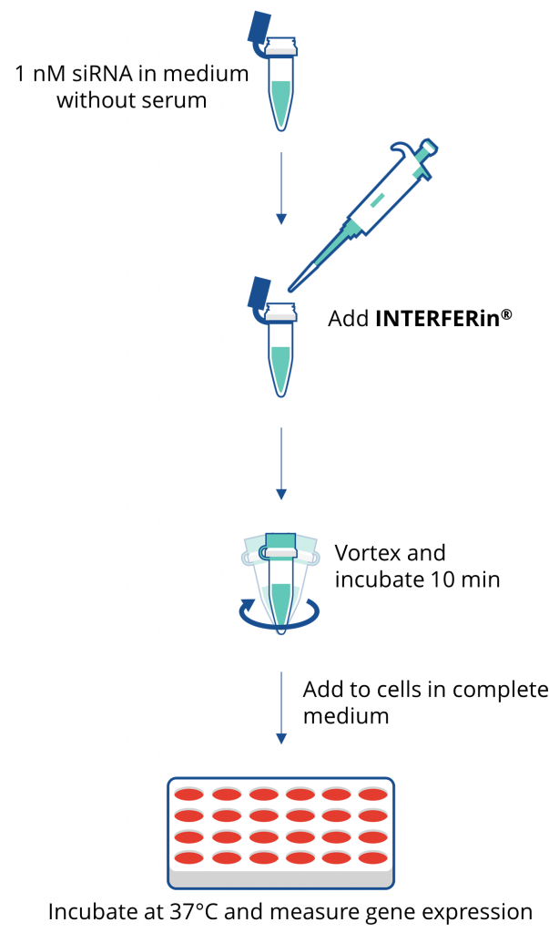Polyplus siRNA miRNA轉染試劑INTERFERin?(101000028) 圖八.png