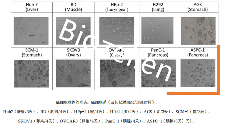 B-P-00002   Biozellen?3D細胞培養(yǎng)基質(zhì)膠套裝 二.png