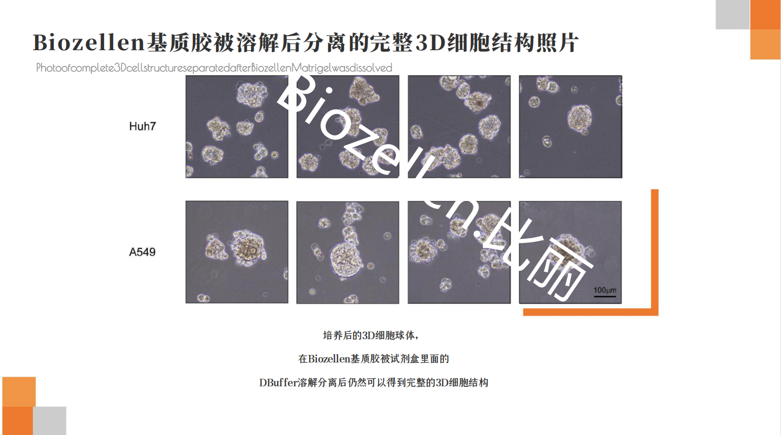 B-P-00002   Biozellen?3D細胞培養(yǎng)基質(zhì)膠套裝 三.png