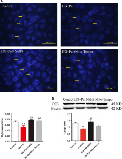 （NBS5820）   7-Azido-4-methylcoumarin (AzMC、C-7Az) 硫化氫熒光探針 圖1.png
